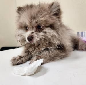 Meet your Posher, Cynthia